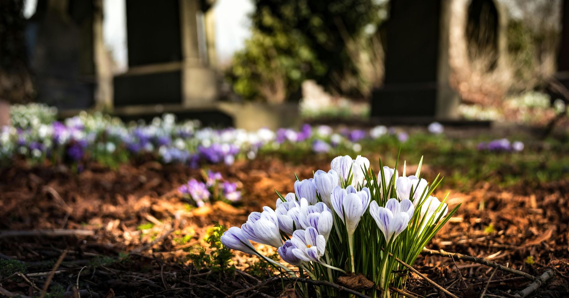Delicate crocuses bloom in early spring, contrasting with weathered tombstones in a tranquil graveyard.