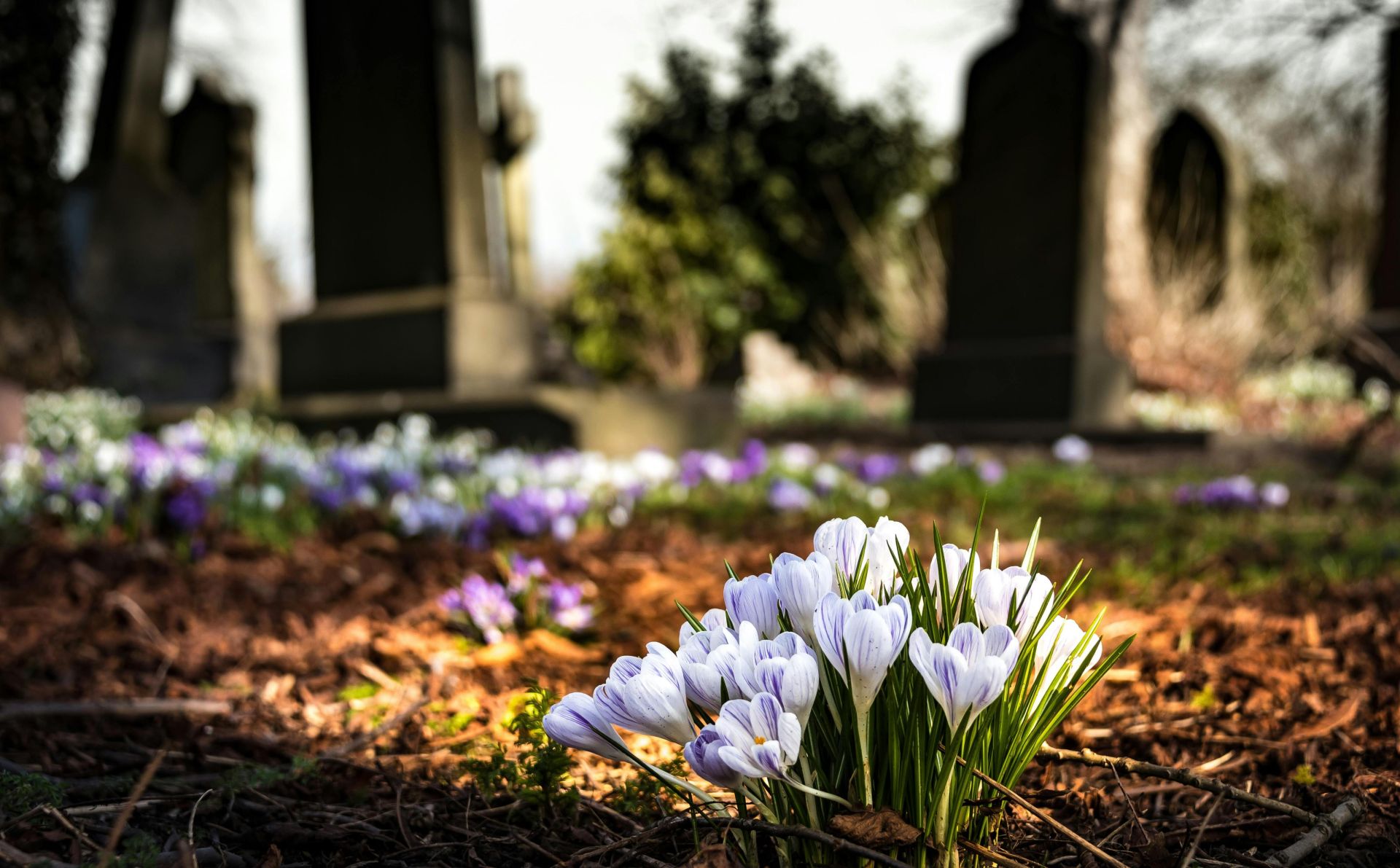 Delicate crocuses bloom in early spring, contrasting with weathered tombstones in a tranquil graveyard.